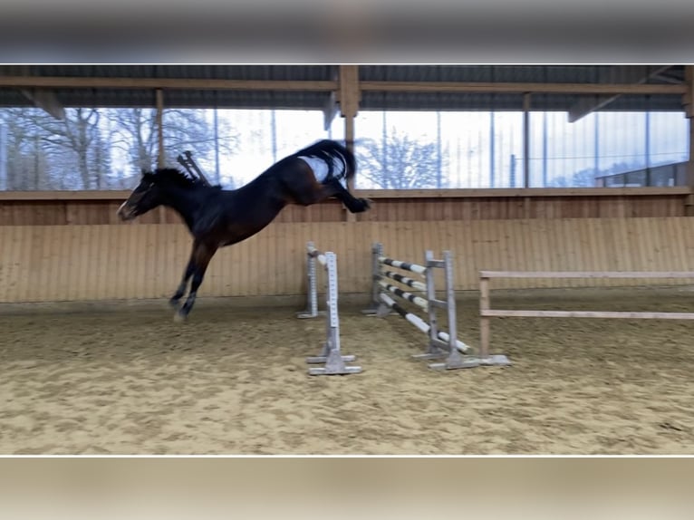 Zangersheider Gelding 5 years 16,1 hh Brown in Rhede