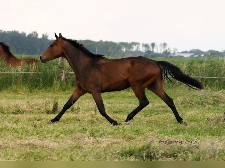 Zangersheider Gelding 5 years 16,1 hh in Meppen