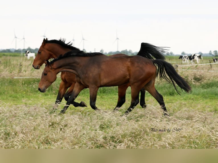 Zangersheider Gelding 5 years 16,1 hh in Meppen