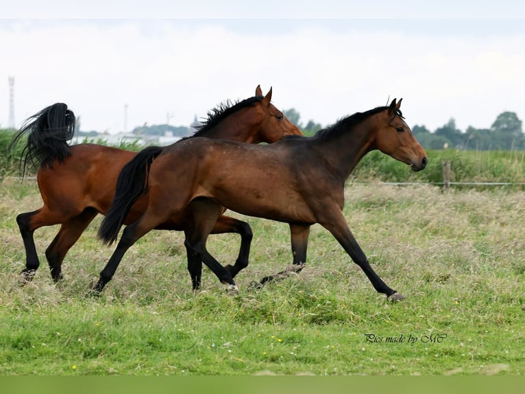 Zangersheider Gelding 5 years 16,1 hh in Meppen