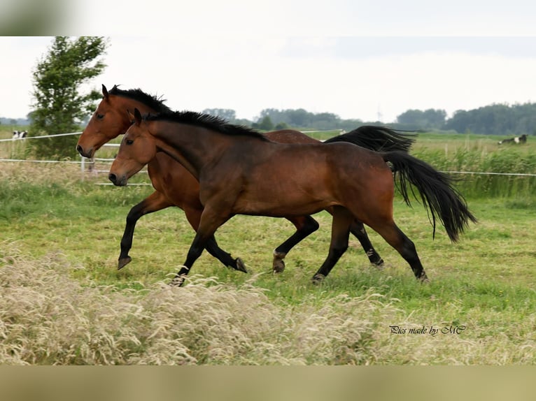 Zangersheider Gelding 5 years 16,1 hh in Meppen