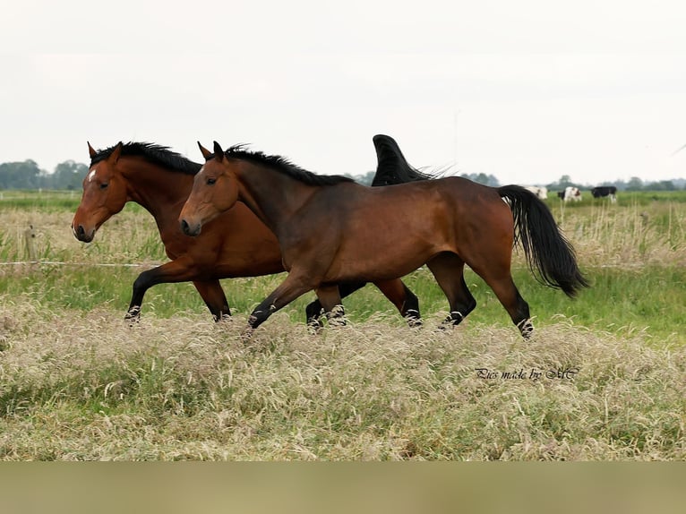 Zangersheider Gelding 5 years 16,1 hh in Meppen