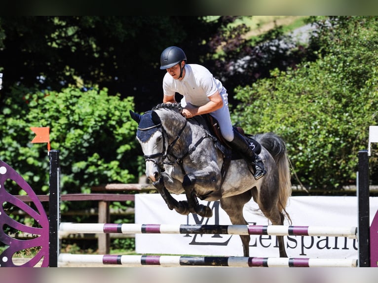 Zangersheider Gelding 5 years 16.1 hh Grey in Steinheim