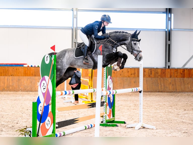 Zangersheider Gelding 5 years 16.1 hh Grey in Łazy