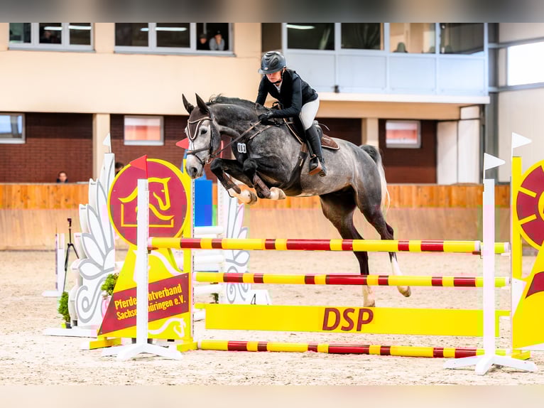 Zangersheider Gelding 5 years 16.1 hh Grey in Łazy