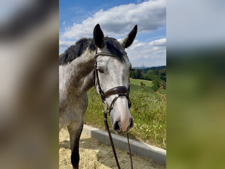 Zangersheider Gelding 5 years 16.1 hh Grey in Meinerzhagen