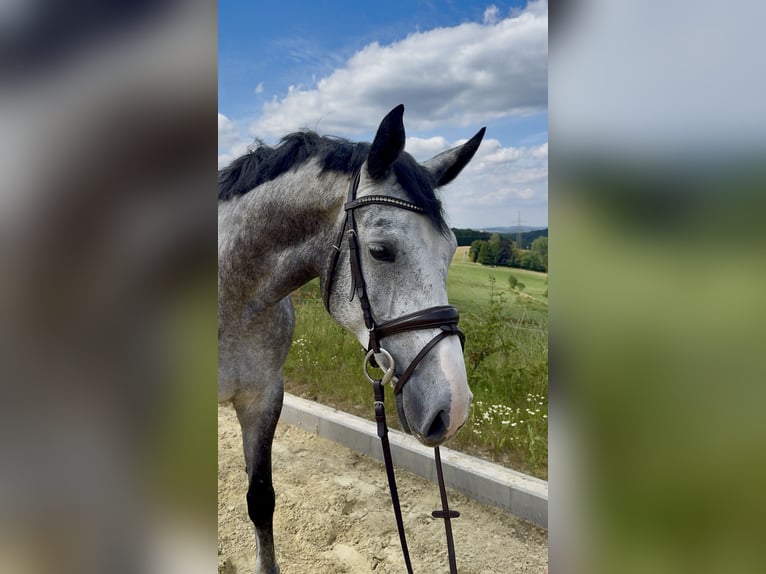 Zangersheider Gelding 5 years 16.1 hh Grey in Meinerzhagen