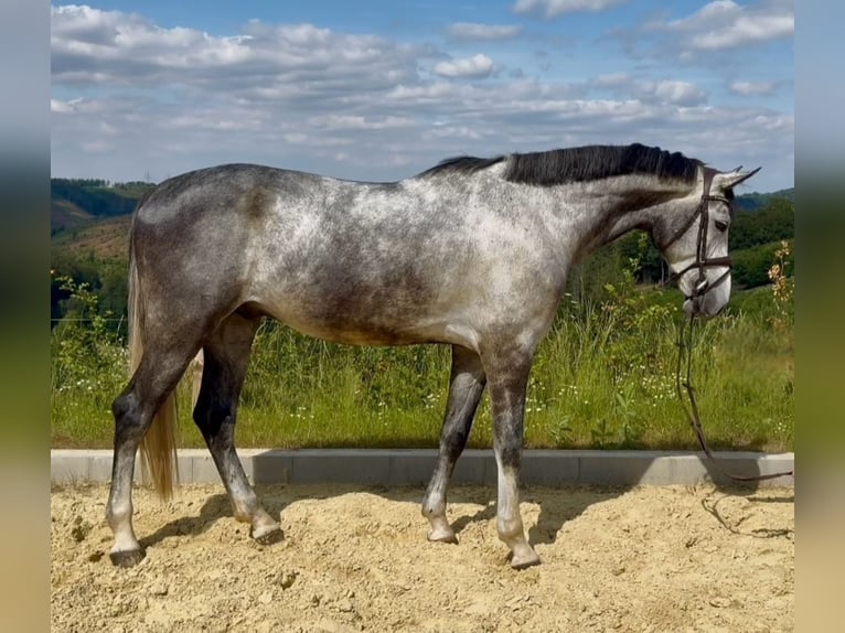 Zangersheider Gelding 5 years 16.1 hh Grey in Meinerzhagen