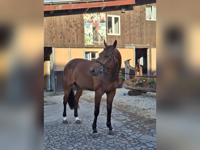 Zangersheider Gelding 5 years 16.1 hh  in Glovelier