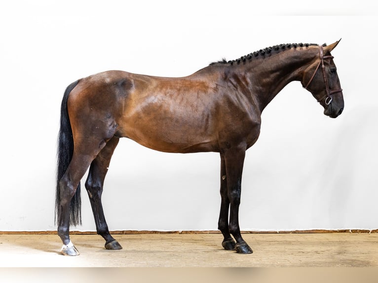 Zangersheider Gelding 5 years 16.2 hh Bay-Dark in Waddinxveen