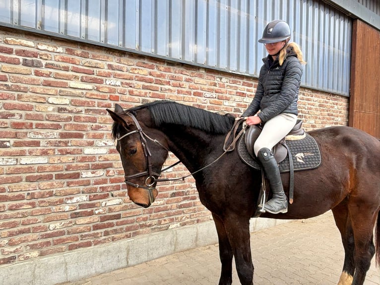 Zangersheider Gelding 5 years 16.2 hh Brown in Grevenbroich