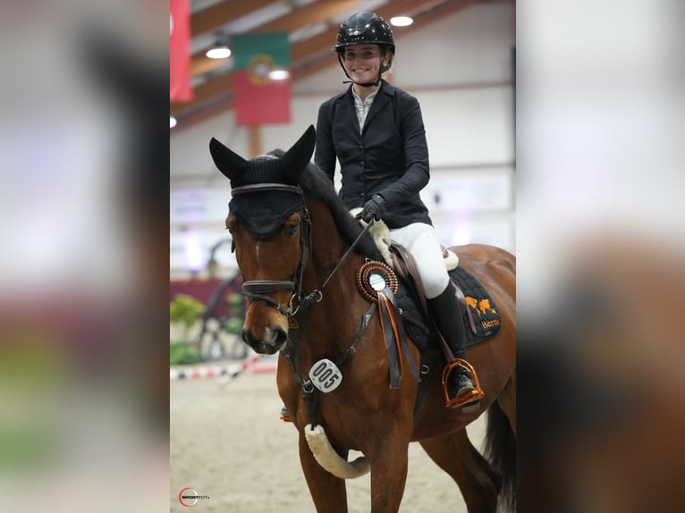 Zangersheider Gelding 5 years 16,2 hh Brown in Neuss