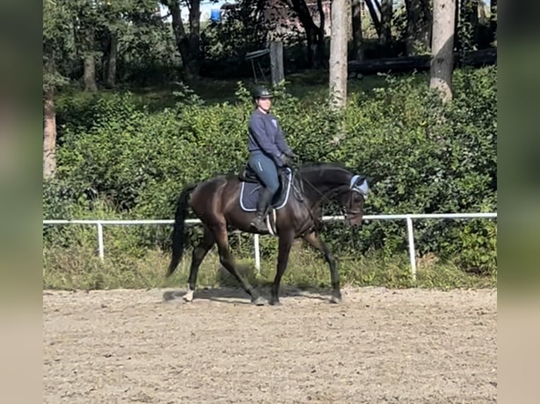 Zangersheider Gelding 5 years 16,2 hh Brown in Pelmberg