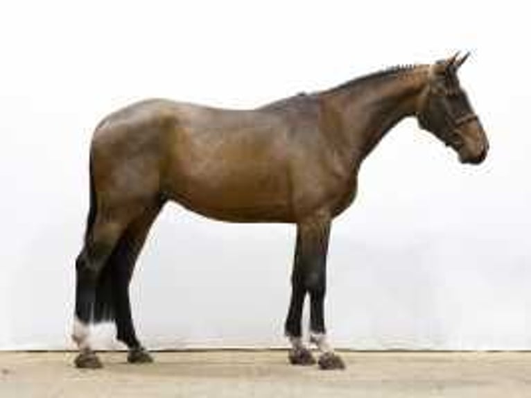 Zangersheider Gelding 5 years 16,2 hh Brown in Waddinxveen