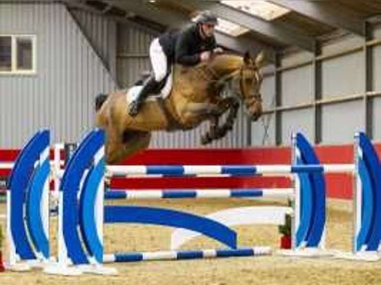 Zangersheider Gelding 5 years 16,2 hh Brown in Waddinxveen