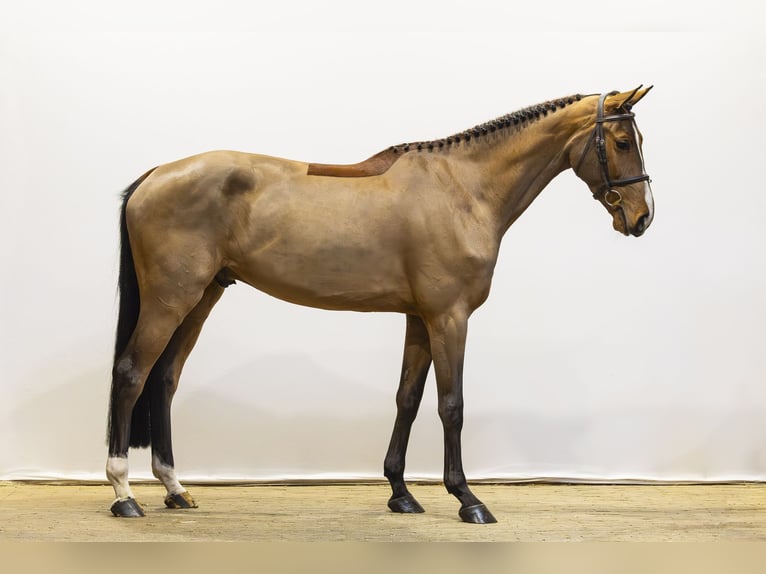 Zangersheider Gelding 5 years 16.2 hh Brown in Waddinxveen