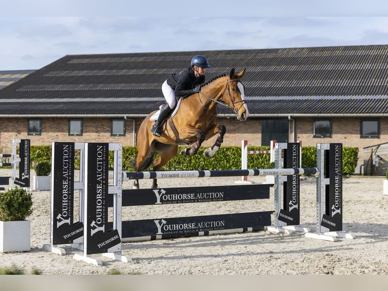 Zangersheider Gelding 5 years 16.2 hh Brown in Waddinxveen