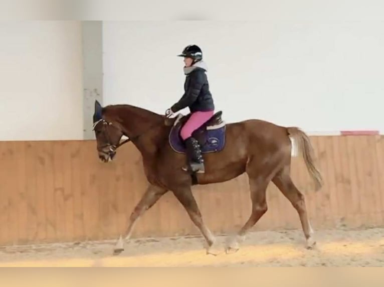 Zangersheider Gelding 5 years 16,2 hh Chestnut-Red in KRAJENKA
