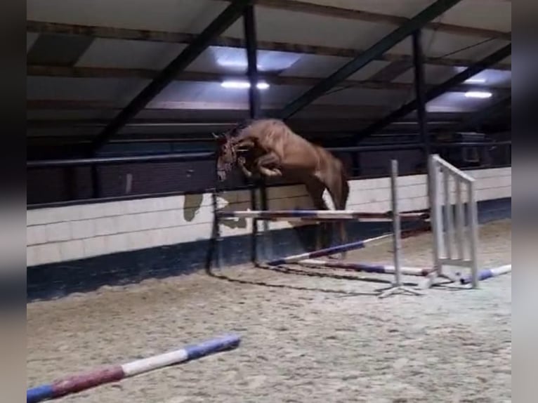 Zangersheider Gelding 5 years 16,2 hh Chestnut in Messel