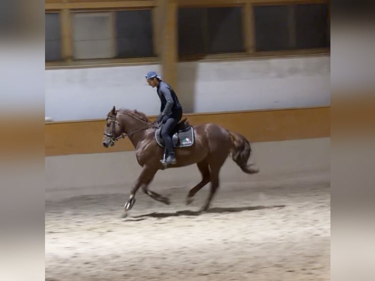 Zangersheider Gelding 5 years 16.2 hh Chestnut in SattelSattel