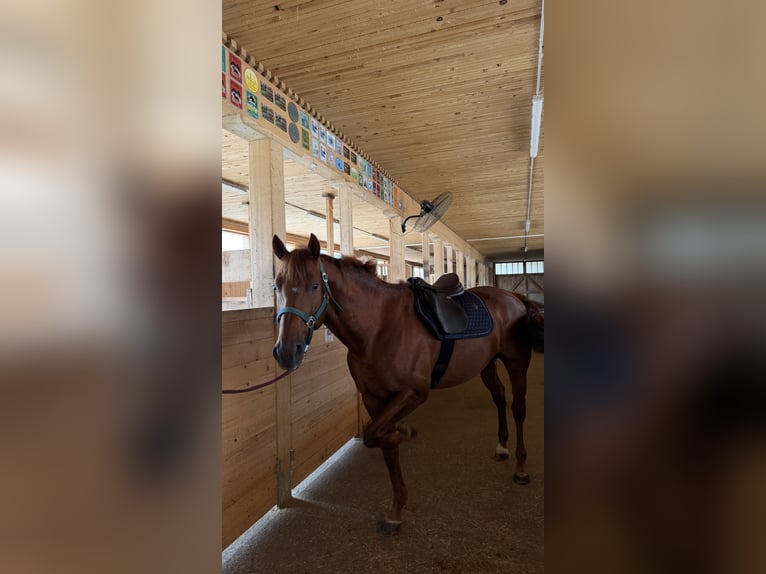 Zangersheider Gelding 5 years 16.2 hh Chestnut in SattelSattel