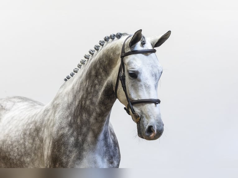 Zangersheider Gelding 5 years 16.2 hh  in Waddinxveen