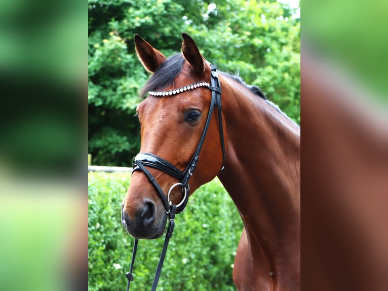 Zangersheider Gelding 5 years 16,3 hh Brown in Tarmstedt