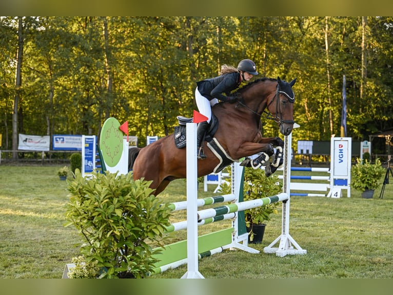 Zangersheider Gelding 5 years 16,3 hh Brown in Tarmstedt