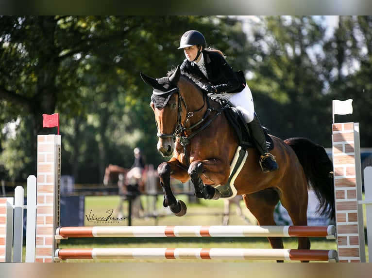 Zangersheider Gelding 5 years 16,3 hh Brown in Tarmstedt