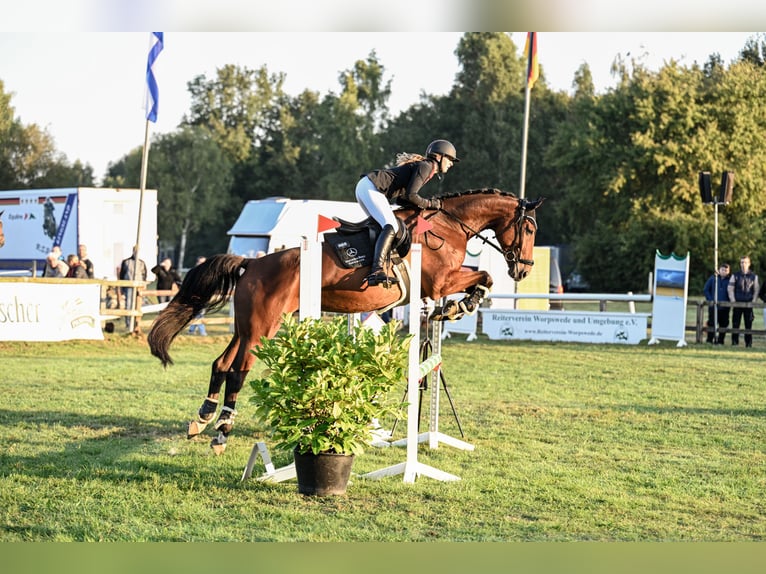 Zangersheider Gelding 5 years 16,3 hh Brown in Tarmstedt