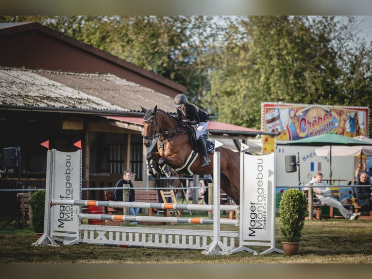 Zangersheider Gelding 5 years 16,3 hh Brown in Tarmstedt