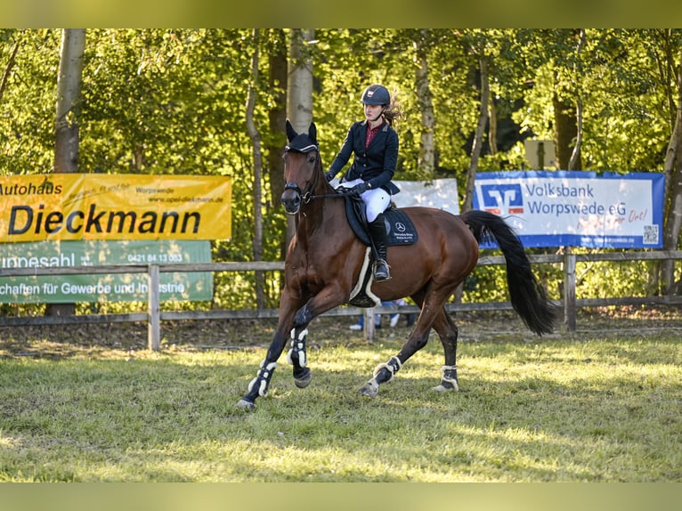 Zangersheider Gelding 5 years 16,3 hh Brown in Tarmstedt