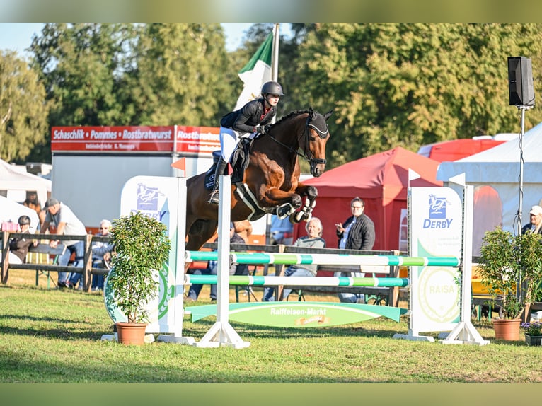 Zangersheider Gelding 5 years 16,3 hh Brown in Tarmstedt