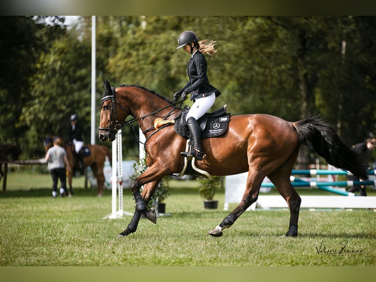 Zangersheider Gelding 5 years 16,3 hh Brown in Tarmstedt