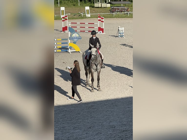 Zangersheider Gelding 5 years 16,3 hh Gray in Barczyzna