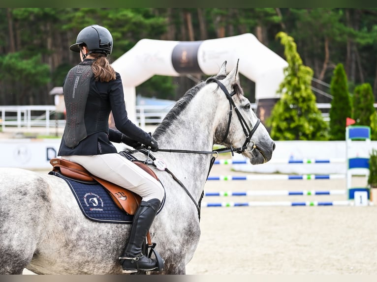 Zangersheider Gelding 5 years 16,3 hh Gray in Barczyzna