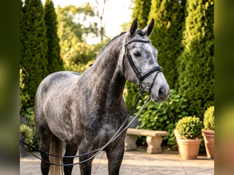 Zangersheider Gelding 5 years 16.3 hh Grey-Dapple in Weppersdorf