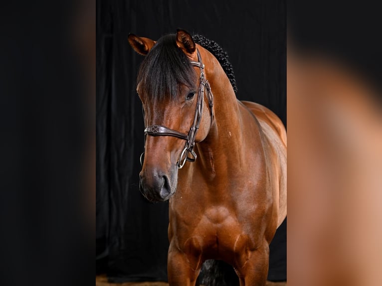 Zangersheider Gelding 5 years 16 hh Bay-Dark in Bladel