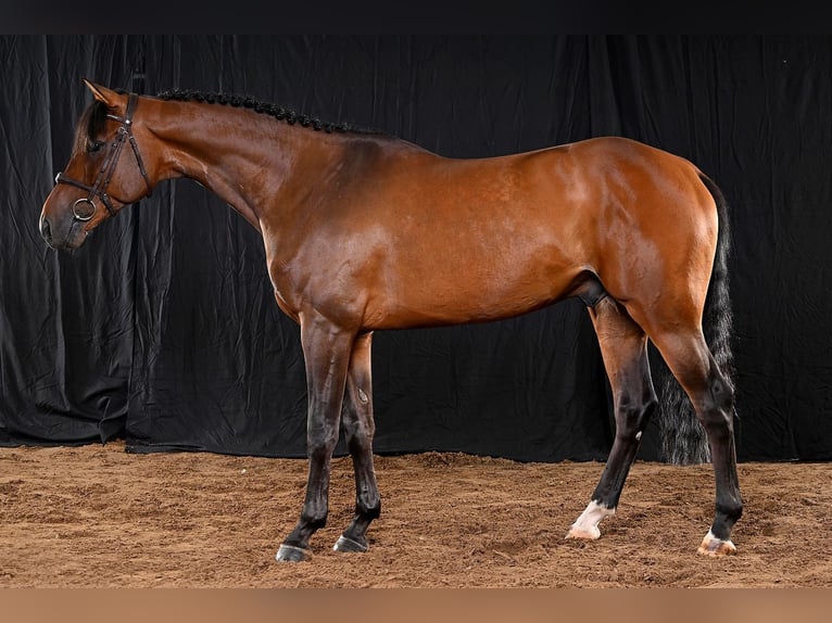 Zangersheider Gelding 5 years 16 hh Bay-Dark in Bladel