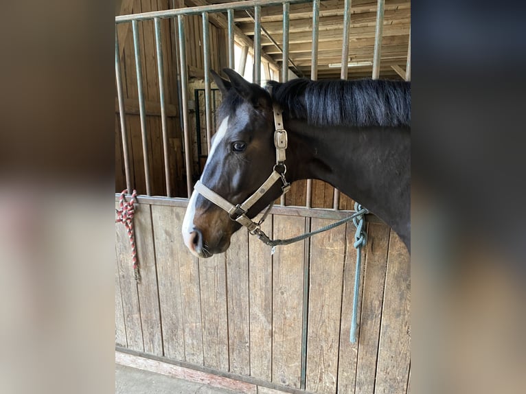 Zangersheider Gelding 5 years 16 hh Bay-Dark in Pilsach