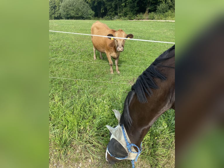 Zangersheider Gelding 5 years 16 hh Bay-Dark in Pilsach