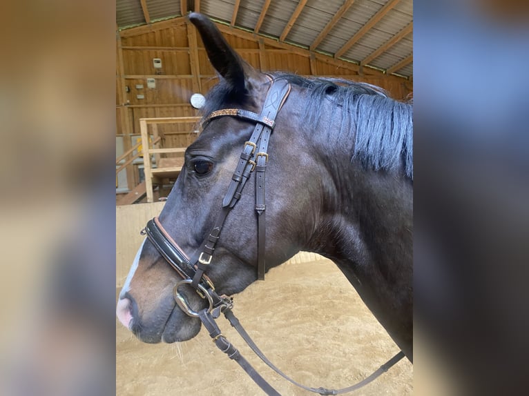 Zangersheider Gelding 5 years 16 hh Bay-Dark in Pilsach