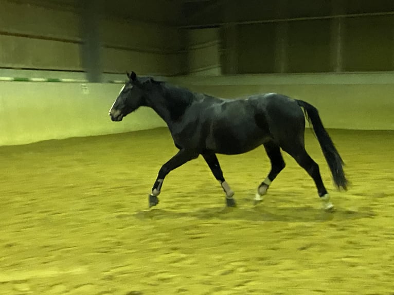 Zangersheider Gelding 5 years 16 hh Bay-Dark in Pilsach