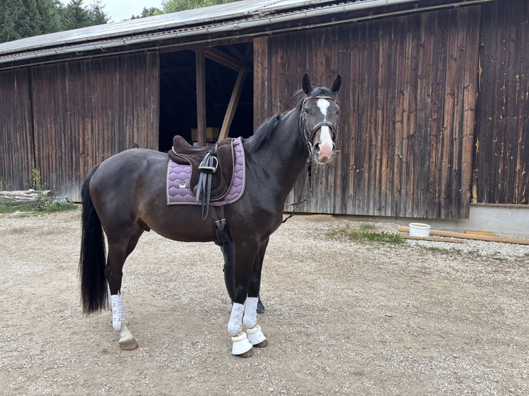 Zangersheider Gelding 5 years 16 hh Bay-Dark in Pilsach