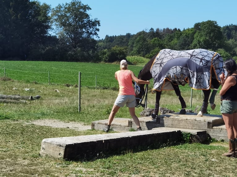 Zangersheider Gelding 5 years 16 hh Bay-Dark in Pilsach