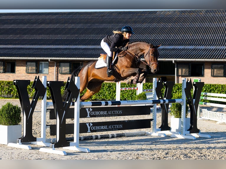 Zangersheider Gelding 5 years 16 hh Bay-Dark in Waddinxveen