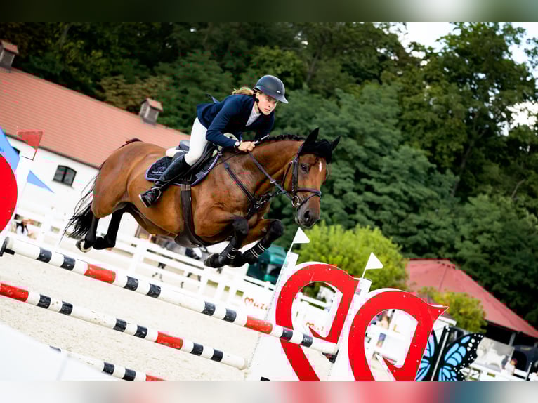 Zangersheider Gelding 5 years 16 hh Bay in &#x17B;yrard&#xF3;w