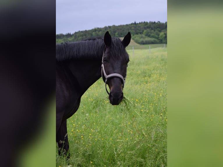 Zangersheider Gelding 5 years 16 hh Black in Oberderdingen