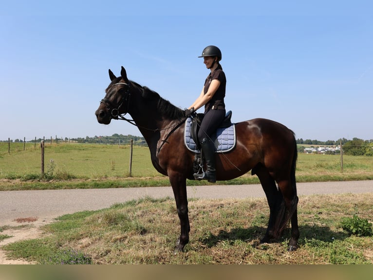 Zangersheider Gelding 5 years 16 hh Black in Oberderdingen