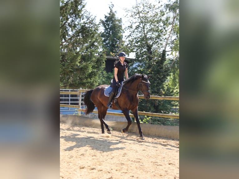 Zangersheider Gelding 5 years 16 hh Black in Oberderdingen